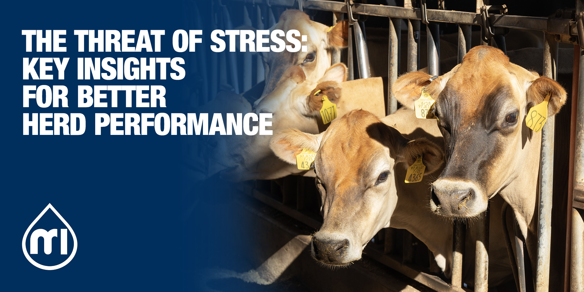 The threat of heat stress: key insights for better herd performance