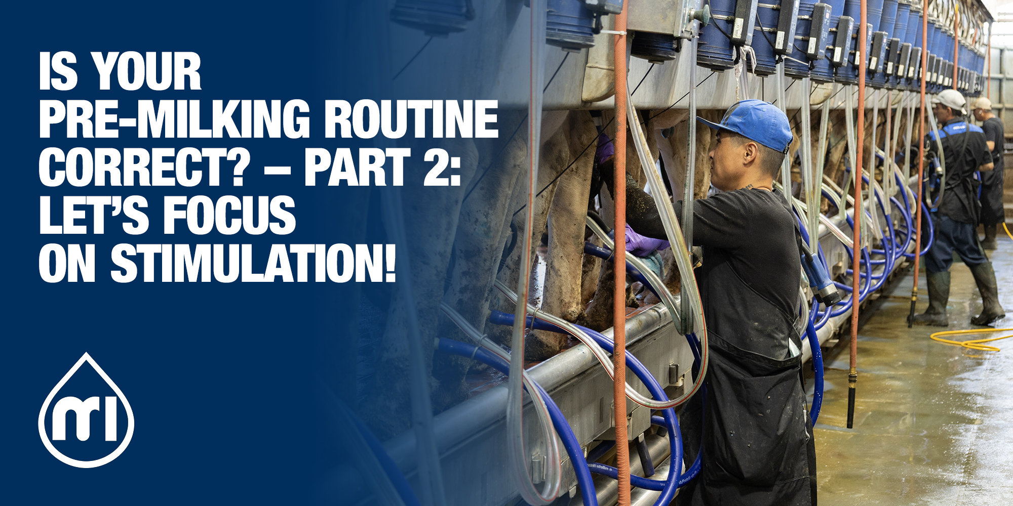 Is your pre-milking routine correct? - Part 2: Let’s focus on stimulation! 
