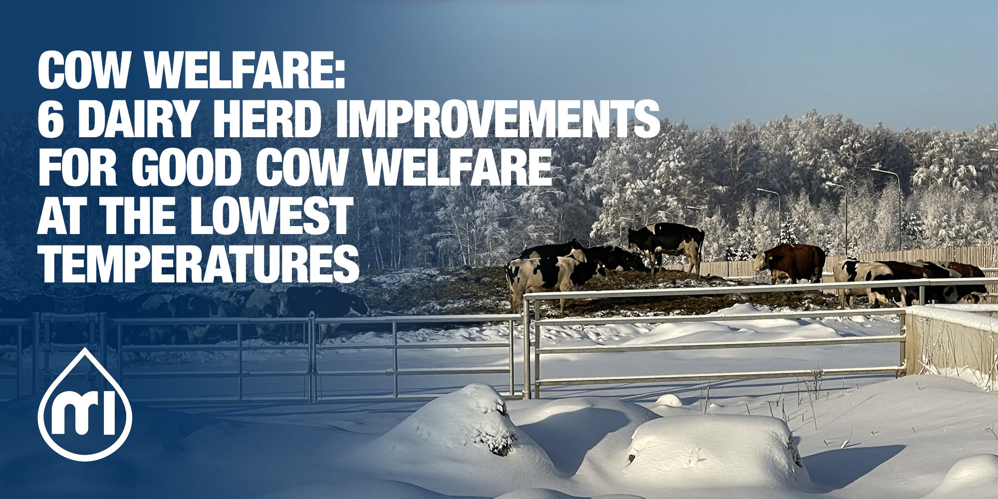 Cow Welfare 4 Blog