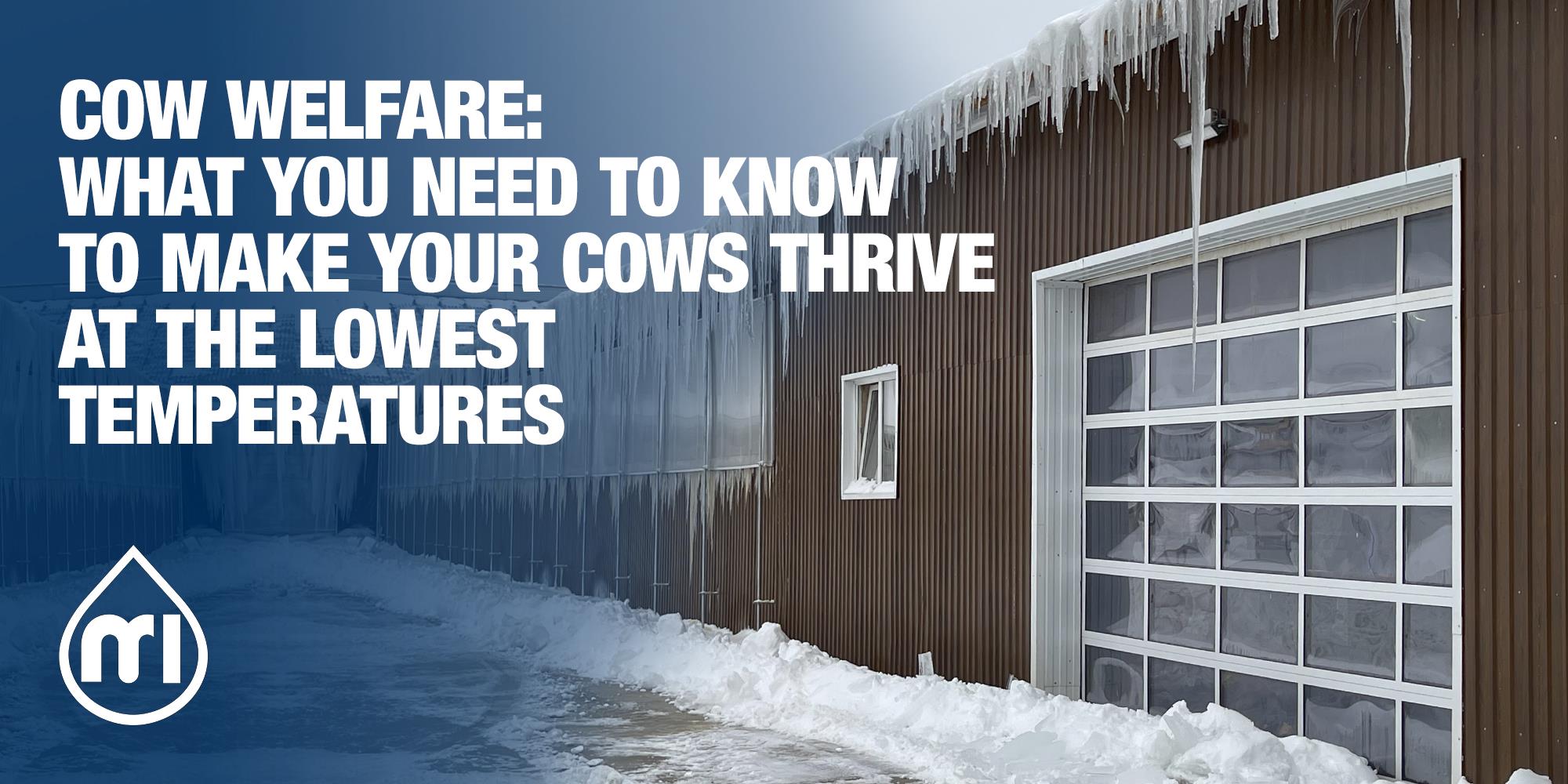 Cow welfare at lowest temperatures