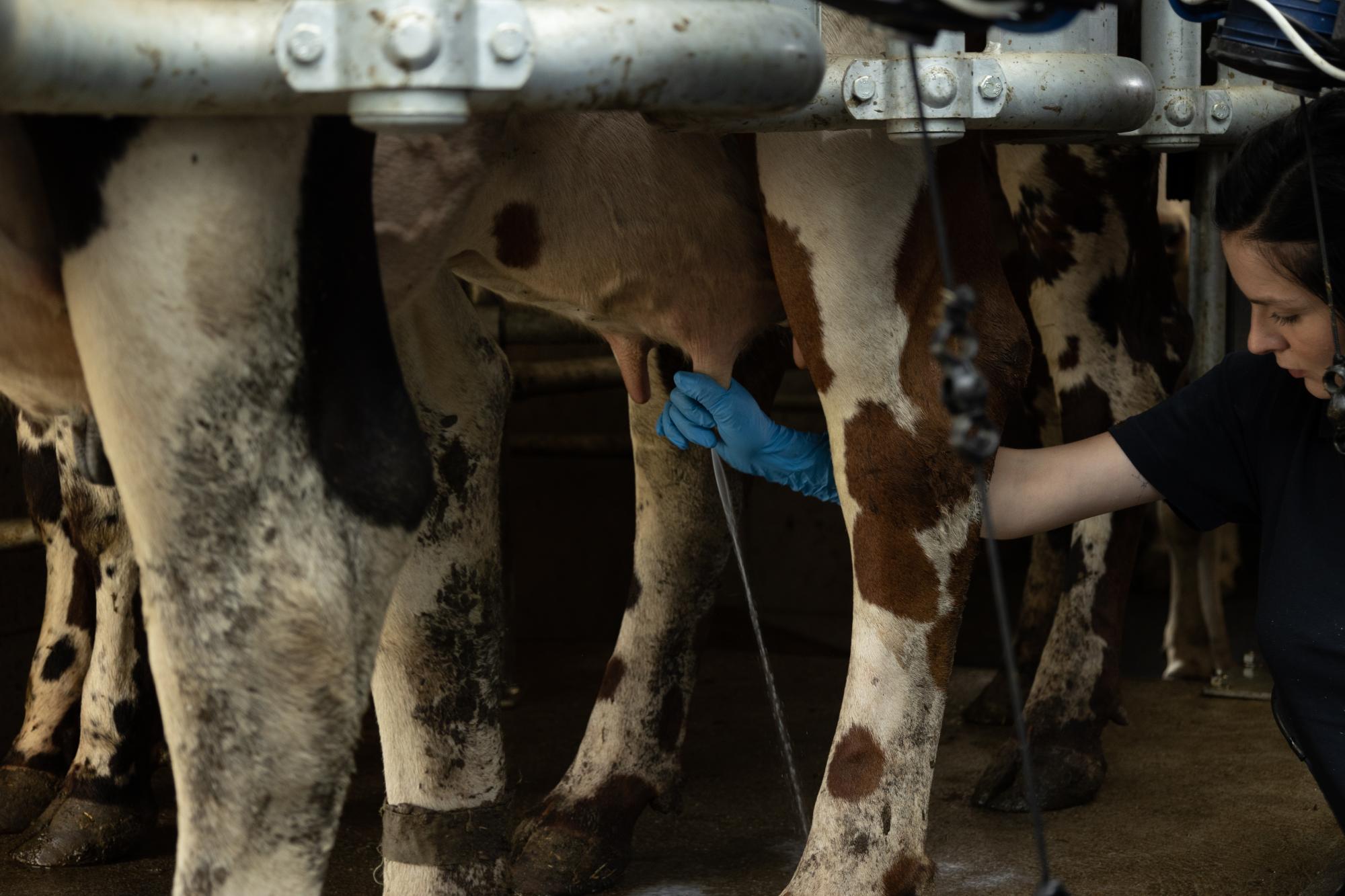 udders during milking